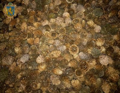 У насіннєвий центр Львівщини у 2018 році поставили для переробки рекордну кількість шишок