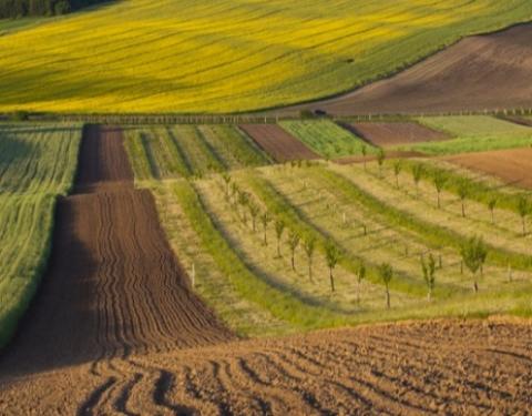 До уваги аграріїв: 27 січня відбудуться електронні аукціони з продажу прав оренди землі