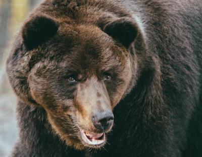 На ці вихідні притулок «Домажир» організовує для охочих сніданок з ведмедями