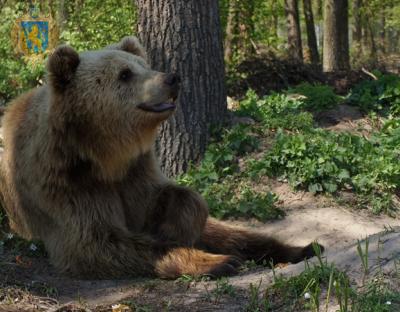 На Львівщині відкрили ведмежий притулок "Домажир"