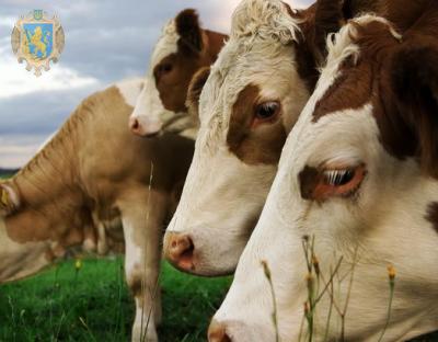 Фізичні особи-власники тварин отримають третій транш дотації за утримання молодняка ВРХ