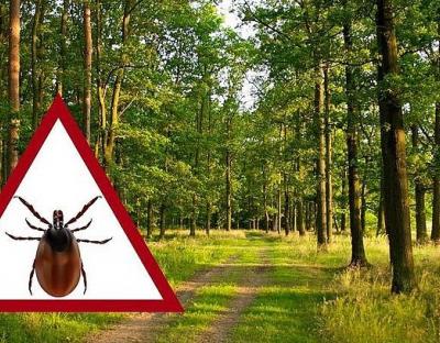 Мешканців Львівщини закликають бути обережними: навесні в лісах і парках активізуються кліщі