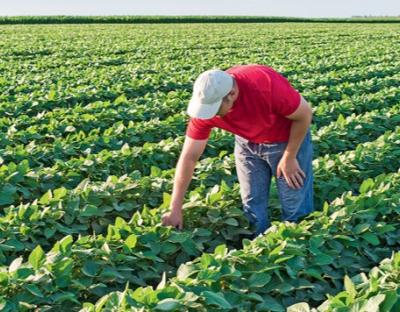 Законопроєкт про зміни до закону про органічну продукцію прийняли у першому читанні