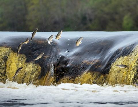 На Львівщині стартує нерестова заборона на вилов водних біоресурсів