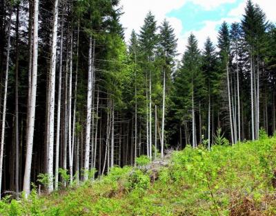 На реалізацію програми розвитку лісового господарства Львівщини скерували 2 мільйони гривень