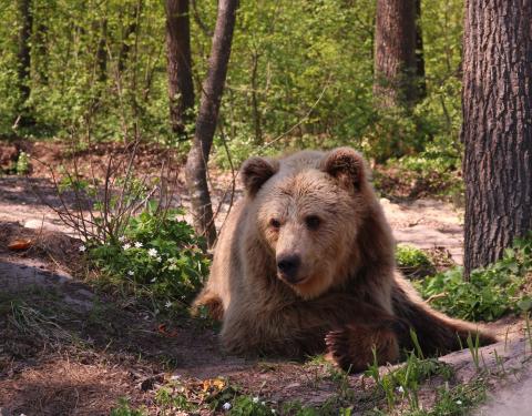 1 березня Ведмежий притулок «Домажир» офіційно відкриває туристичний сезон