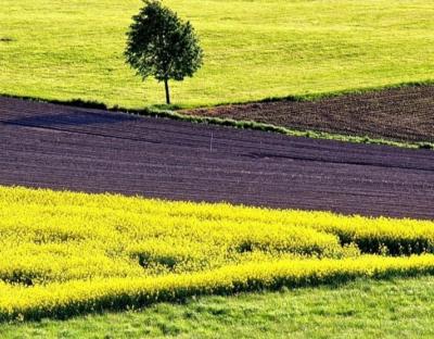 До уваги аграріїв: 5 жовтня відбудеться земельний аукціон з продажу прав оренди