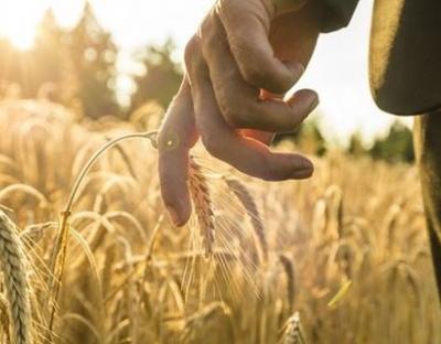 Верховна Рада перезапускає агрострахування: суть Закону в поясненні департаменту АПК