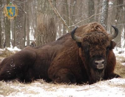 У "Сколівських Бескидах" збільшилась чисельність зубрів