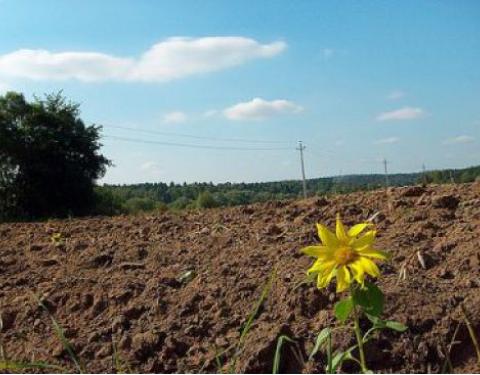 В області триває аудит земель сільськогосподарського призначення 