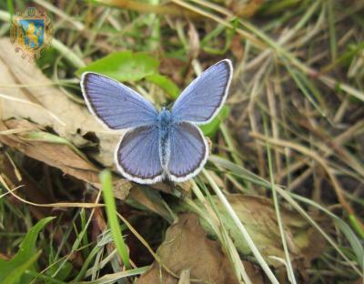 У межах National Moth Week екоосвітяни спостерігали за метеликами