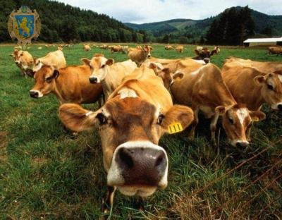 Аграріям області нагадують за можливість отримання дотації на утримання молодняка ВРХ