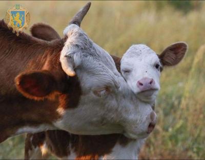 Завершився прийом документів від фізичних осіб на дотацію з утримання молодняка