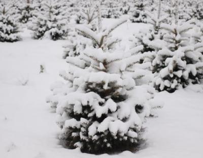 Лісівники Львівщини підбили підсумки ялинкової кампанії 2021-2022 років