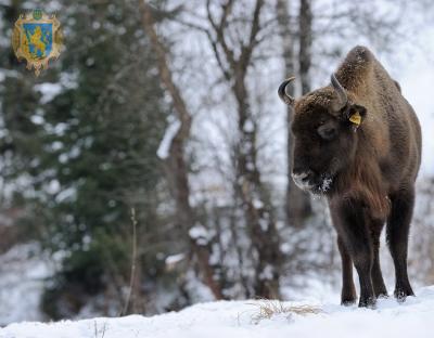 Національний природний парк «Сколівські Бескиди» відзначає 20-річчя