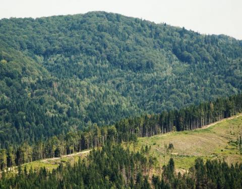 В області підбили підсумки роботи лісових господарств за 2021 рік