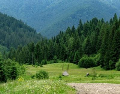 Уряд схвалив Державну стратегію управління лісами України до 2035 року