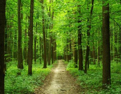 У 2022 році лісівники Львівщини планують відтворити ліси на площі майже 1400 гектарів