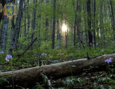 В області відбулась нарада щодо впорядкування лісів Старицького військового лісгоспу