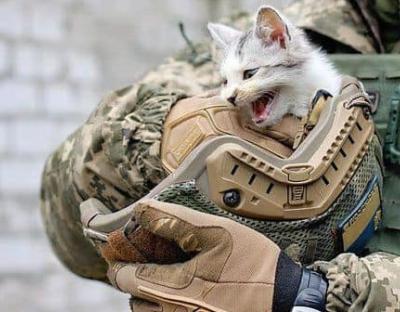 Львівський притулок закликає допомогти переселенським тваринкам: перелік необхідних речей