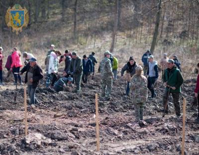 На території Львівщини висадили понад 4 тисячі саджанців модрини європейської