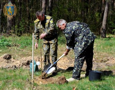 На Львівщині висадили найдовшу в Україні липову алею 