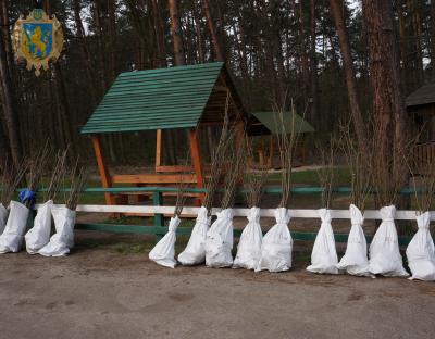 На Львівщині висадили найдовшу в Україні липову алею