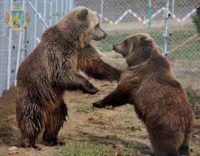 Ведмежий притулок Домажир запрошує стати учасником Національного рекорду