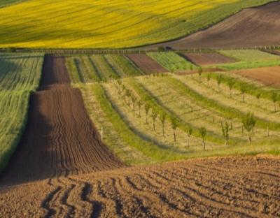 До уваги аграріїв: 17 та 19 серпня відбудеться земельний аукціон з продажу прав оренди ділянок землі