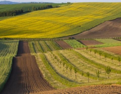 Майже 40 тисяч земельних ділянок зареєстрували на Львівщині від початку року