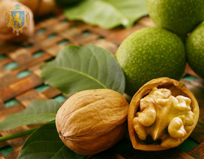 На Львівщині відбулась конференція щодо розвитку та перспективи горіхового бізнесу в Україні і світі