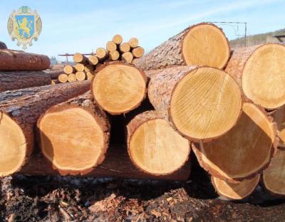 Лісові господарства реалізували 88% виставленого обсягу пиловника дуба
