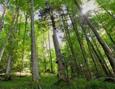 “Королівські Бескиди”: на Львівщині з’явиться ще один національний природний парк