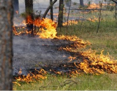 Спалення сухої трави, займання торфу: як на Львівщині протидіють масовим пожежам