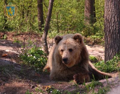 1 березня Ведмежий притулок «Домажир» офіційно відкриває туристичний сезон