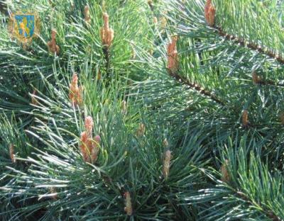 На Золочівщині порушили питання всихання соснових насаджень