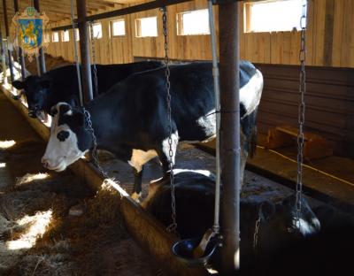 На Самбірщині відкрили сімейну молочну ферму