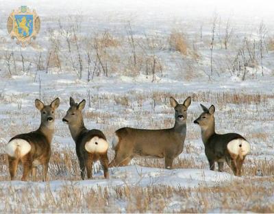 На Львівщині провели облік мисливських і червонокнижних видів звірів та птахів
