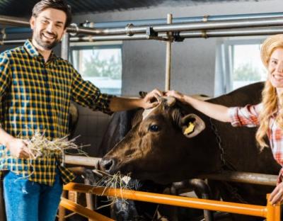 3,6 млн грн за прирощене поголів’я корів: завершився прийом заявок на дотацію з держбюджету