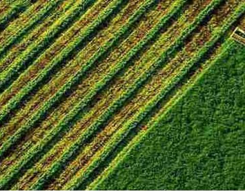 За 30 днів роботи ринку землі площа проданих ділянок склала понад 5 тисяч гектарів