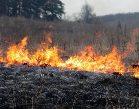 Мінприроди пропонує підвищити штрафи за випалювання рослинності