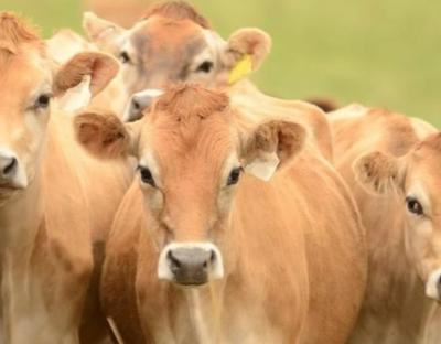 На Львівщині у галузі тваринництва побільшало племінних господарств