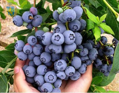 Для аграріїв області проведуть семінар із прибуткового вирощування лохини 