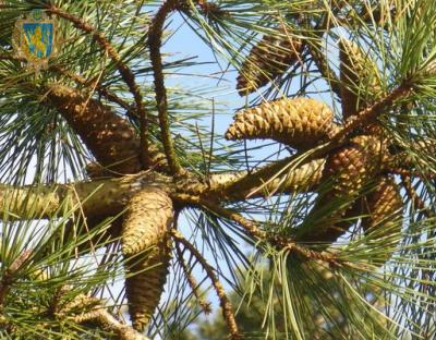 У ДП "Бібрський лісгосп" оздоровили 71% насаджень, уражених всиханням