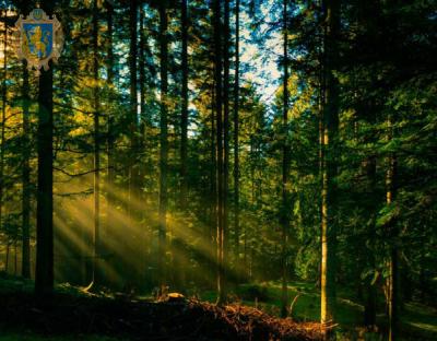 На Львівщині триває робота із посилення охорони лісів