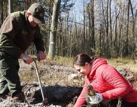 На Львівщині висадили 120 га лісу