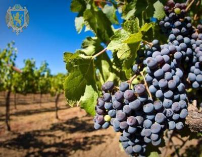 На Львівщині відбувся відбувся семінар з розвитку виноградарської галузі