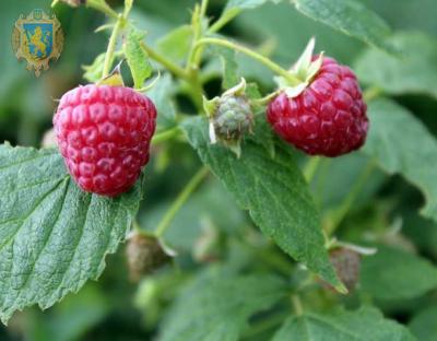 У Львівській області зареєстрували перший органічний розсадник