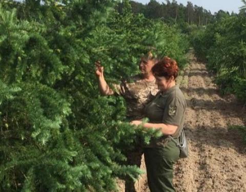 На Львівщині створюють нові лісонасіннєві ділянки