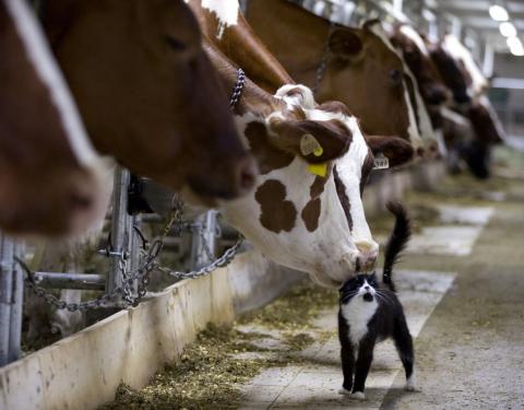 Аграріям спрямували другий транш за утримання корів